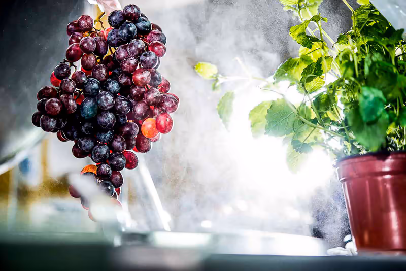 Frische dunkle Weintrauben an Rebe mit grünem Laub in Topf, natürliches Licht